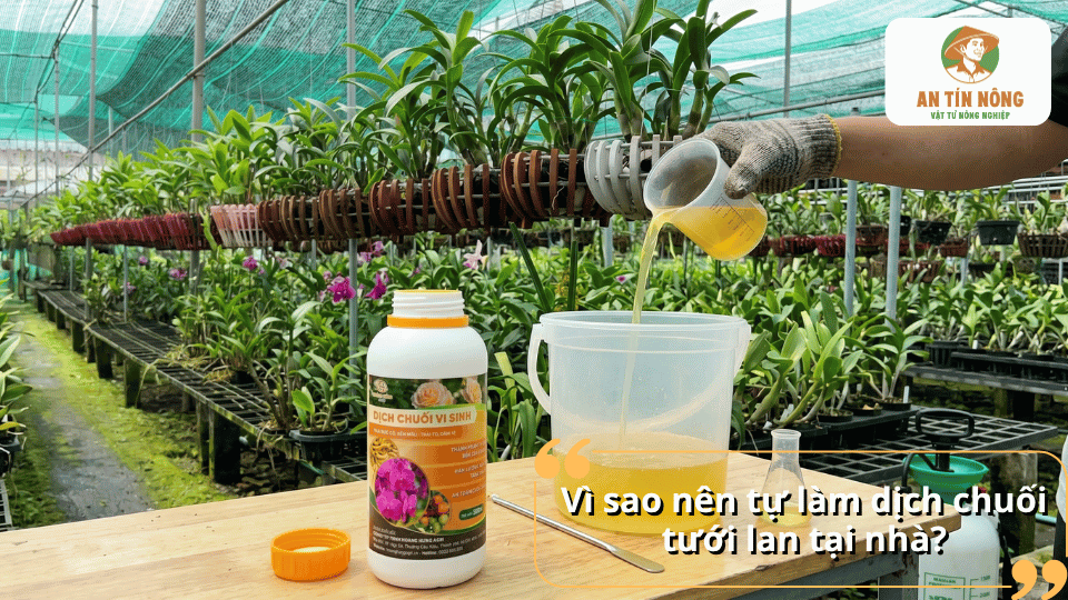 Tự làm dịch chuối tưới lan giúp tiết kiệm chi phí và cung cấp dinh dưỡng tự nhiên cho cây lan.