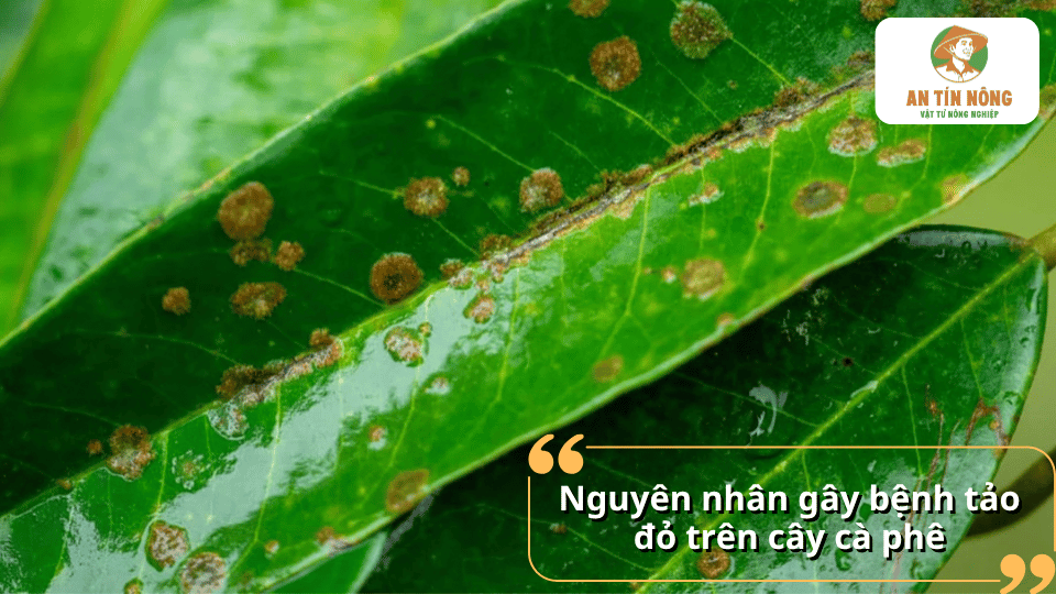 Hình ảnh lá cà phê xuất hiện các đốm tảo đỏ do độ ẩm cao, vườn rậm rạp và điều kiện thuận lợi cho tảo phát triển.