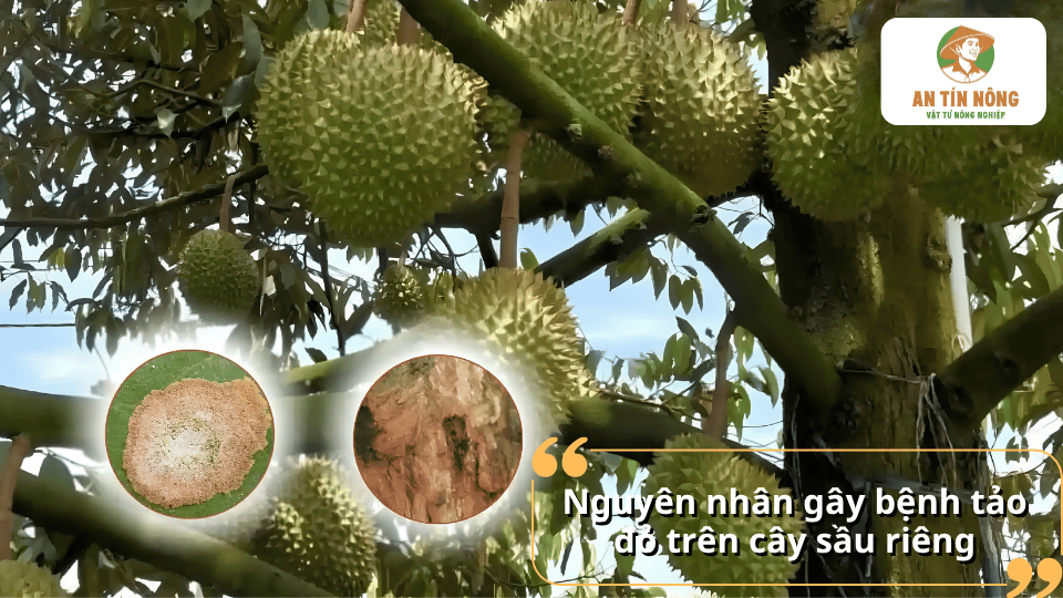 Nguyên nhân gây bệnh tảo đỏ trên cây sầu riêng do nấm tảo phát triển trong điều kiện ẩm độ cao.