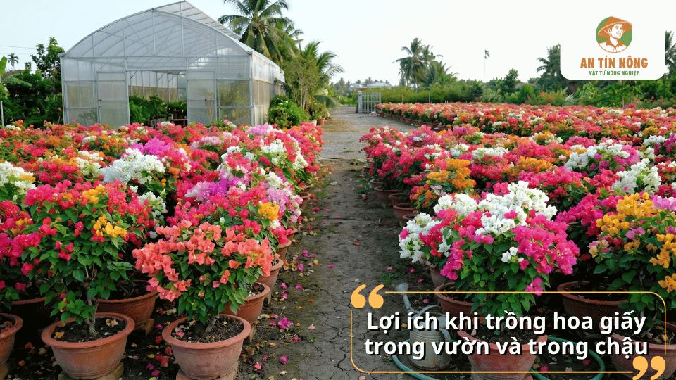 Lợi ích khi trồng hoa giấy trong vườn và trong chậu giúp tạo cảnh quan đẹp và tăng giá trị thẩm mỹ.