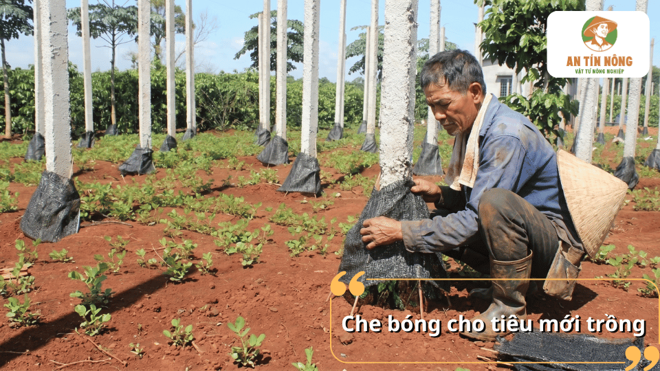 Che bóng cho tiêu mới trồng giúp giảm sốc nhiệt, hạn chế mất nước và bảo vệ cây trong giai đoạn đầu.