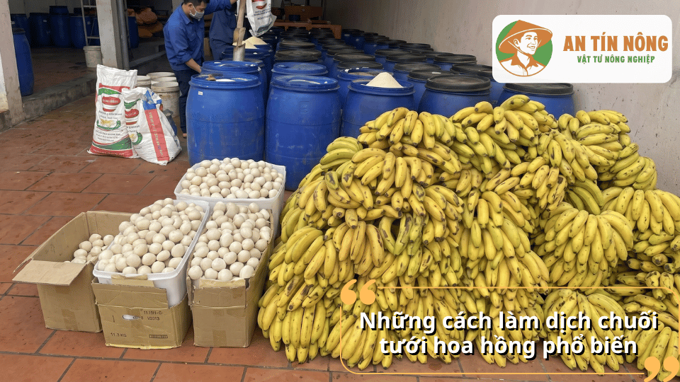 Những cách làm dịch chuối tưới hoa hồng phổ biến bằng phương pháp ủ chuối hữu cơ cho nhà vườn.