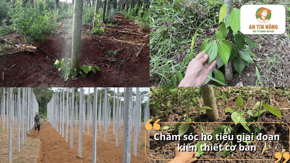Cách chăm sóc hồ tiêu giai đoạn kiến thiết cơ bản giúp cây phát triển bộ rễ, thân khỏe và tạo nền tảng cho năng suất sau này.