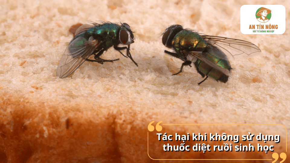 Ruồi phát triển mạnh trên thực phẩm và rác thải làm tăng nguy cơ ô nhiễm