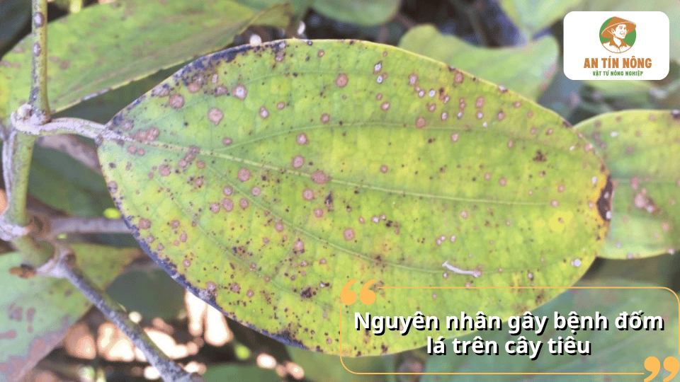 Nguyên nhân gây bệnh đốm lá trên cây tiêu chủ yếu do nấm bệnh phát triển mạnh trong điều kiện ẩm độ cao và vườn tiêu thông thoáng kém.