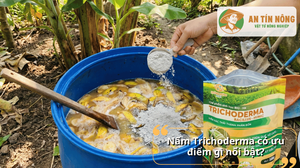 Nấm Trichoderma có ưu điểm gì nổi bật khi dùng để ủ dịch chuối và cải tạo đất trồng