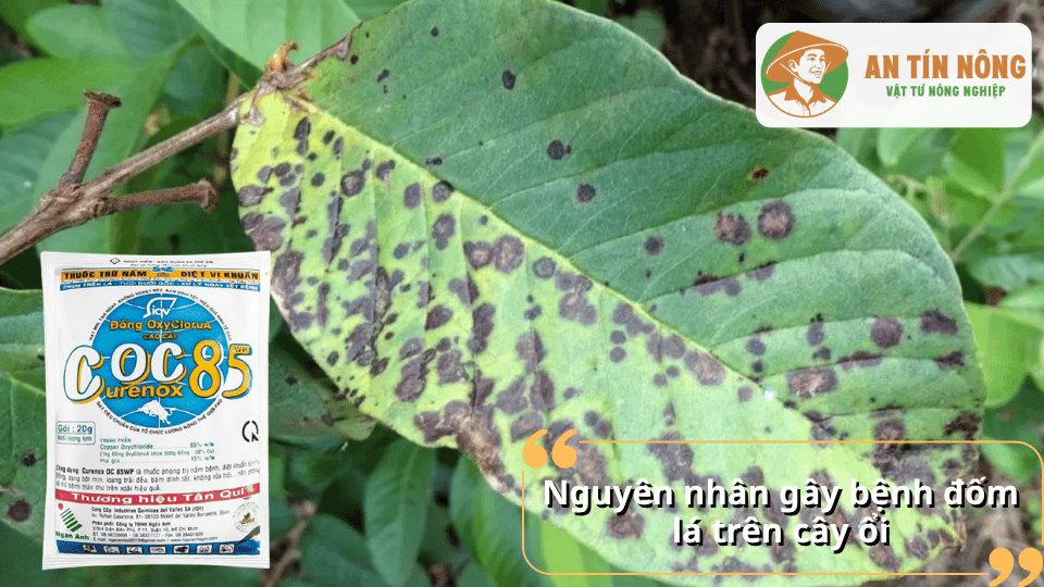 Nguyên nhân gây bệnh đốm lá trên cây ổi chủ yếu do nấm và vi khuẩn phát triển mạnh