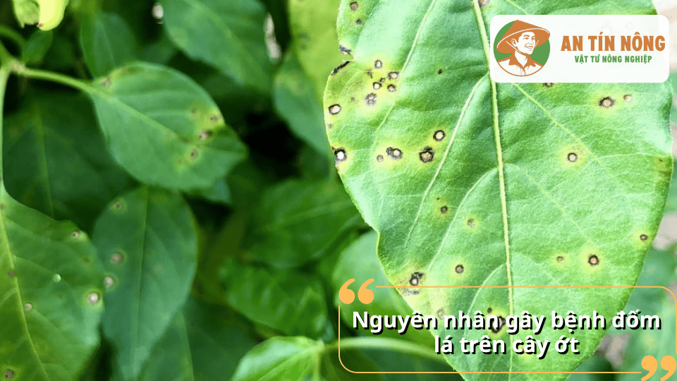 Cận cảnh lá ớt bị đốm lá với các vết bệnh hình tròn có viền sẫm màu