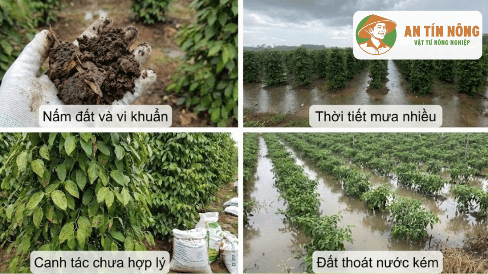Các yếu tố gây bệnh đen lá trên cây tiêu gồm nấm đất, mưa nhiều, canh tác chưa hợp lý và đất thoát nước kém.