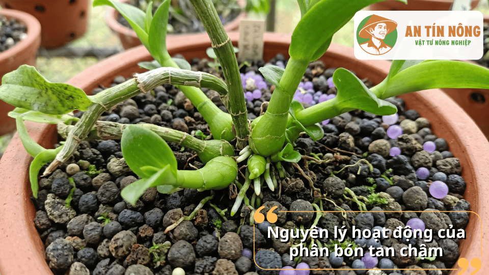Hạt phân tan chậm rải trên giá thể chậu lan, giải phóng dưỡng chất theo thời gian để nuôi cây ổn định.