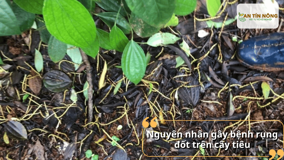 Lá và đốt tiêu rụng nhiều dưới gốc do nấm bệnh, điều kiện đất ẩm và dinh dưỡng mất cân đối.