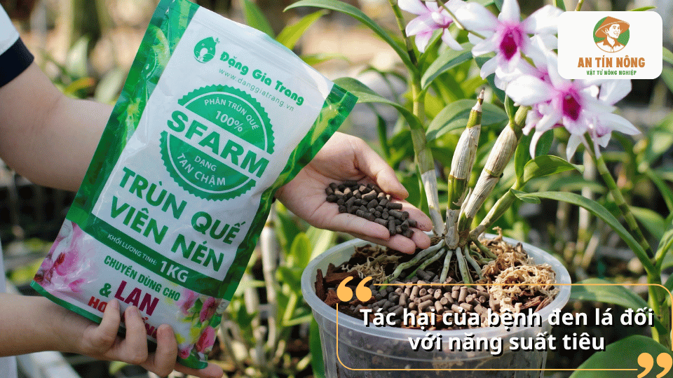 Phân trùn quế viên nén SFARM dành cho lan giúp bổ sung dinh dưỡng hữu cơ và cải thiện chất lượng giá thể.