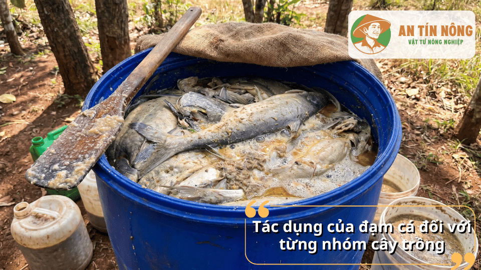 Tác dụng của đạm cá đối với từng nhóm cây trồng giúp cây phát triển khỏe mạnh và xanh tốt.