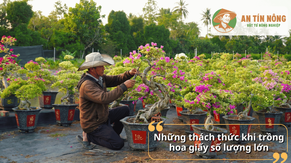 Người làm vườn chăm sóc và cắt tỉa hoa giấy bonsai quy mô lớn.