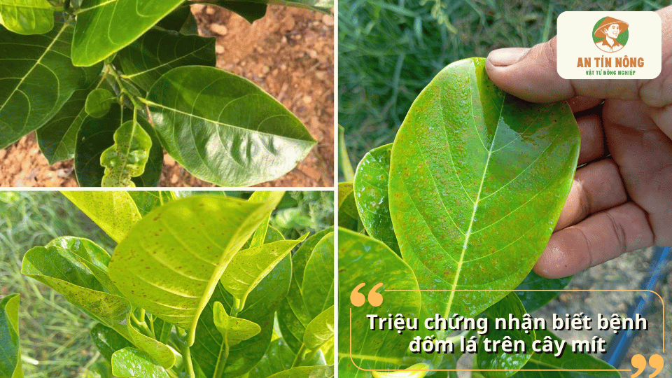 Triệu chứng bệnh đốm lá trên cây mít với các đốm vàng, nâu và hiện tượng lá vàng úa, suy giảm sinh trưởng.