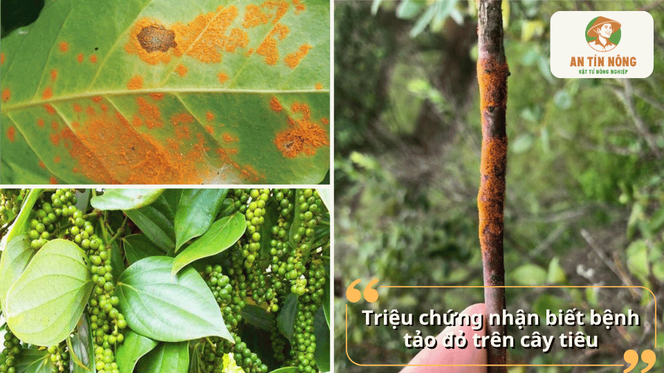 Triệu chứng bệnh tảo đỏ trên cây hồ tiêu với các mảng màu đỏ cam xuất hiện trên lá và thân cây.