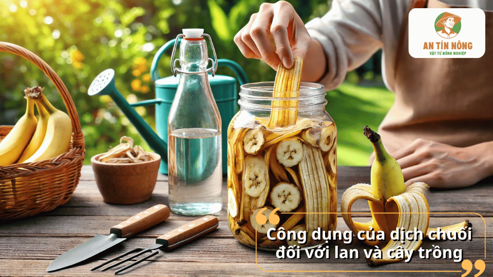 Dịch chuối cung cấp kali, amino axit và vi lượng giúp lan phát triển khỏe, kích rễ và ra hoa.