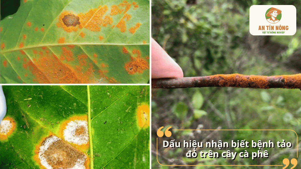 Dấu hiệu bệnh tảo đỏ trên cây cà phê với các đốm màu cam đỏ xuất hiện trên lá và cành non.