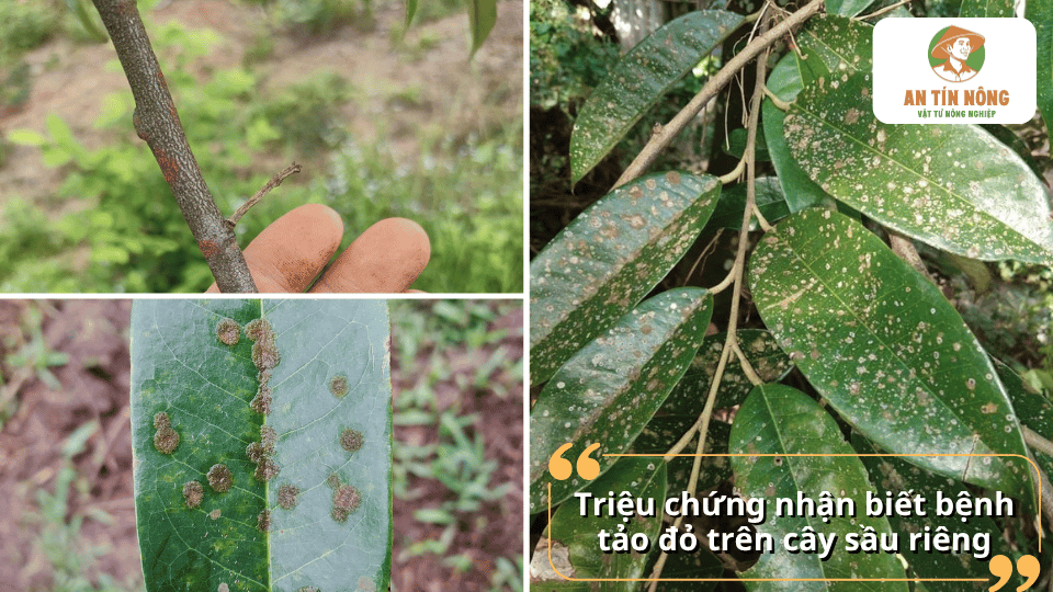 Triệu chứng nhận biết bệnh tảo đỏ trên lá và cành cây sầu riêng.