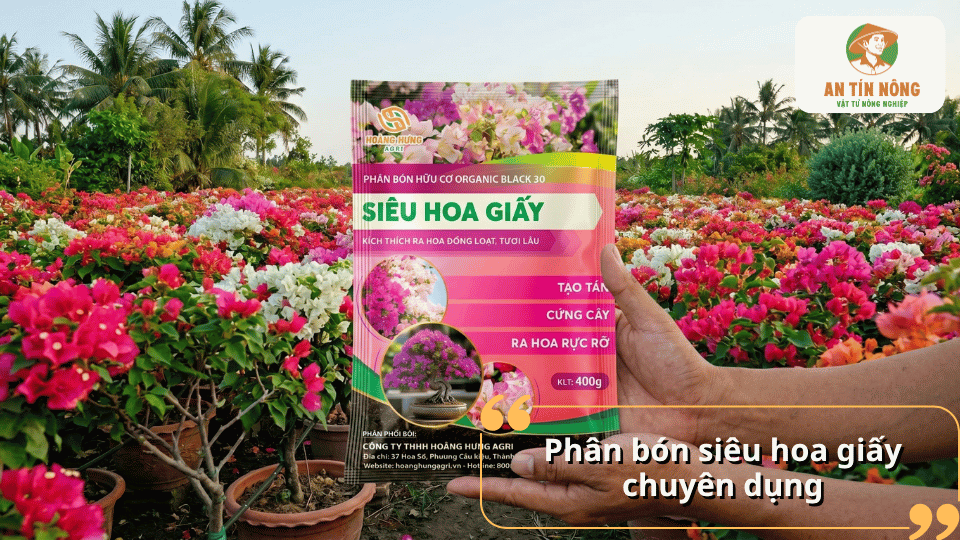 Phân bón siêu hoa giấy chuyên dụng giúp kích thích cây ra hoa đồng loạt, bông to và màu sắc tươi đẹp.
