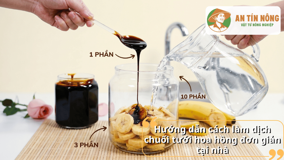Hướng dẫn cách làm dịch chuối tưới hoa hồng đơn giản tại nhà bằng chuối chín, mật rỉ đường và nước sạch.
