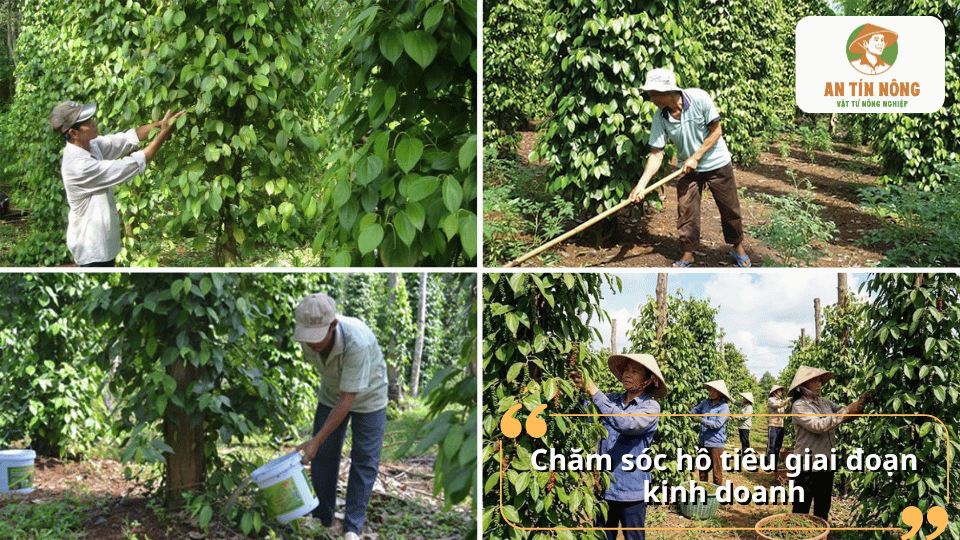 Kỹ thuật chăm sóc hồ tiêu giai đoạn kinh doanh giúp cây duy trì sinh trưởng, tăng tỷ lệ đậu trái và nâng cao năng suất.