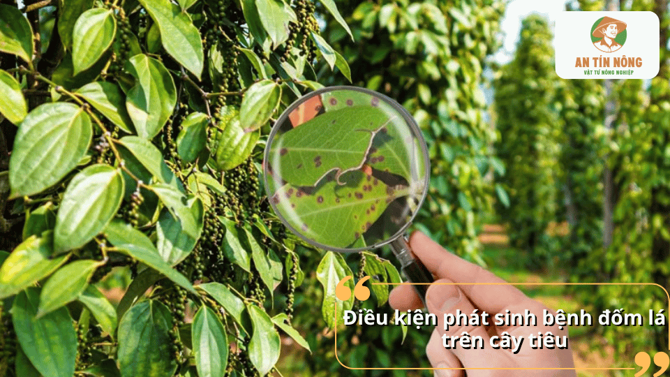 Bệnh đốm lá trên cây tiêu thường phát sinh vào mùa mưa, khi độ ẩm cao, mưa kéo dài và vườn trồng rậm rạp.
