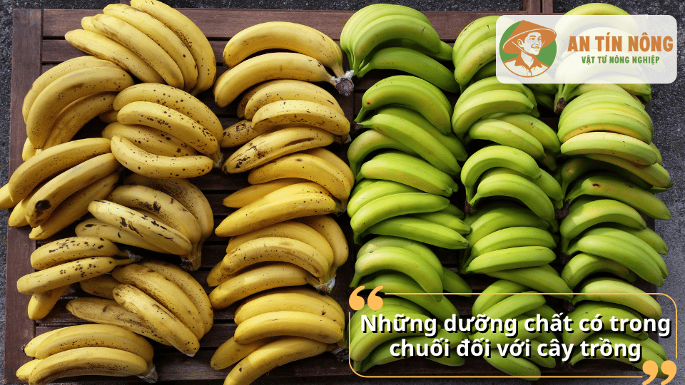 Những dưỡng chất quan trọng trong chuối giúp cây sinh trưởng tốt và tăng khả năng ra hoa đậu quả