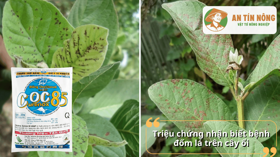 Triệu chứng nhận biết bệnh đốm lá trên cây ổi gồm các đốm nhỏ màu nâu hoặc đen xuất hiện trên lá ổi