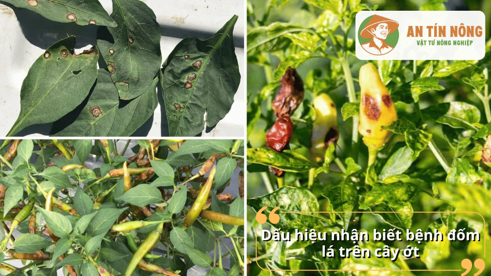 Hình ảnh lá và quả ớt bị đốm bệnh ở nhiều giai đoạn phát triển