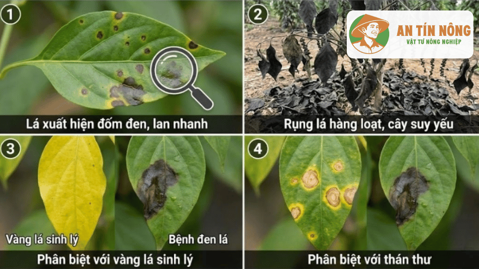 Triệu chứng bệnh đen lá trên cây tiêu với đốm đen lan rộng, vàng lá và rụng lá hàng loạt.