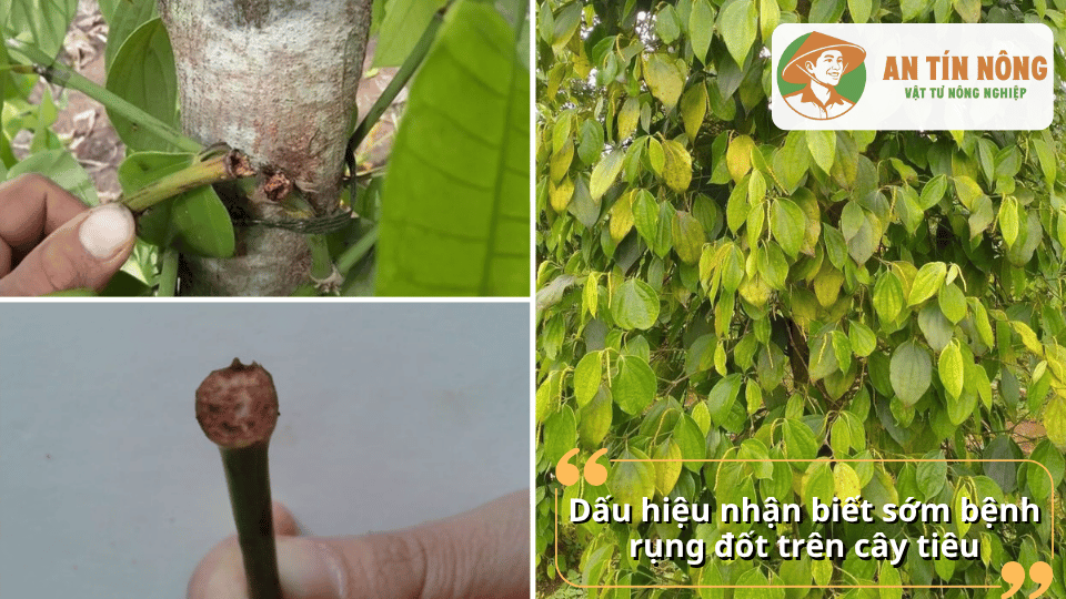 Các triệu chứng ban đầu của bệnh rụng đốt trên cây hồ tiêu như vàng lá, khô đốt và rụng cành.