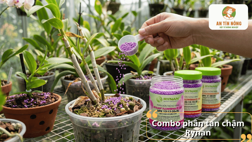 Combo phân tan chậm Rynan cho lan cung cấp dinh dưỡng theo từng giai đoạn sinh trưởng và ra hoa.