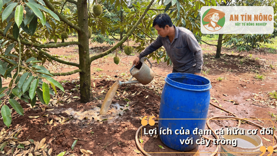 Lợi ích của đạm cá hữu cơ đối với cây trồng giúp cải thiện đất và tăng sức đề kháng cho cây.