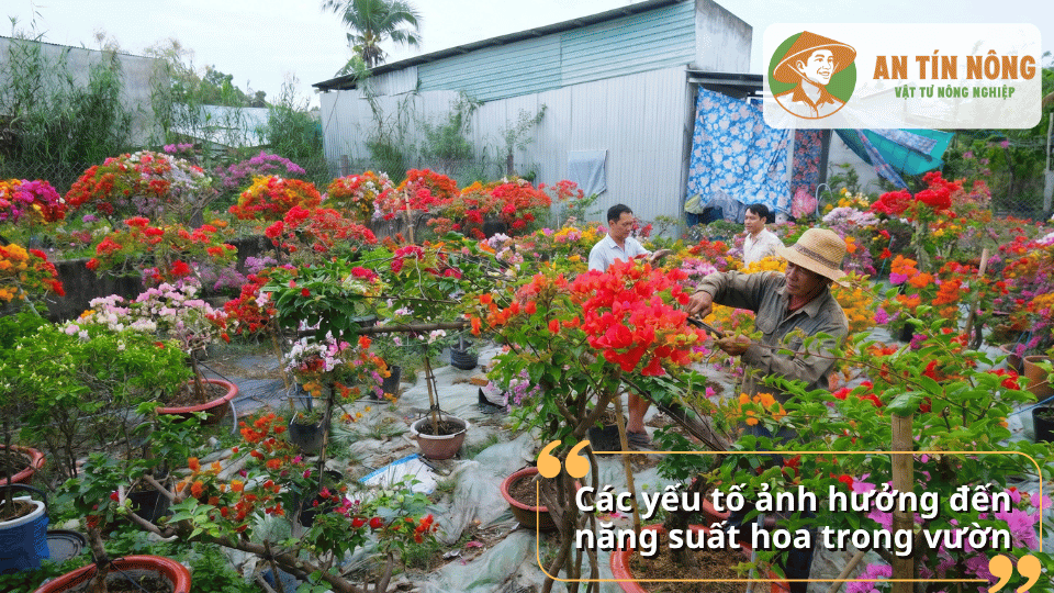 Vườn hoa giấy rực rỡ với nhiều màu sắc phát triển nhờ chăm sóc đúng kỹ thuật.