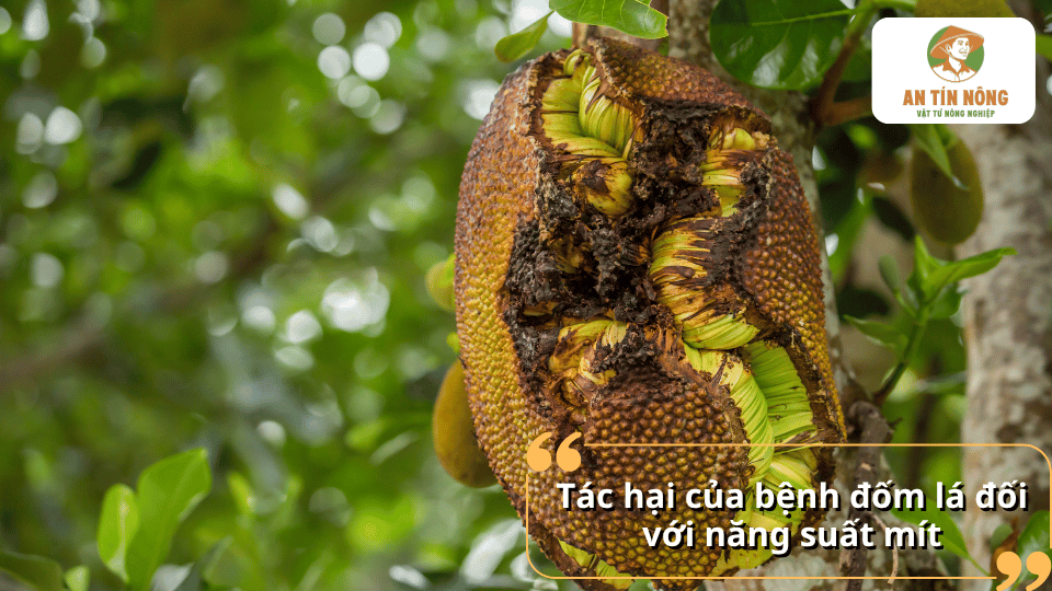 Bệnh đốm lá làm trái mít phát triển kém, giảm chất lượng quả và ảnh hưởng nghiêm trọng đến năng suất thu hoạch.