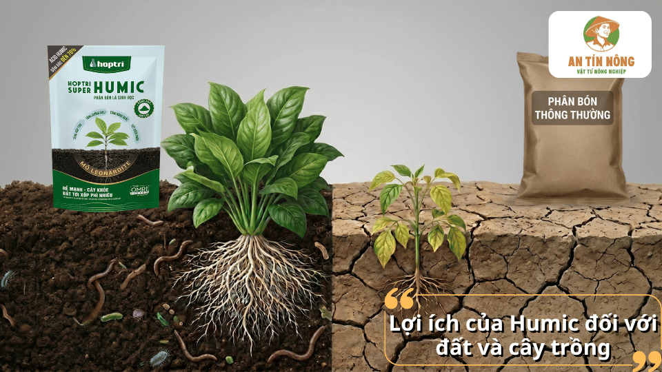So sánh hiệu quả của phân bón Humic và phân bón thông thường đối với sự phát triển của cây trồng.