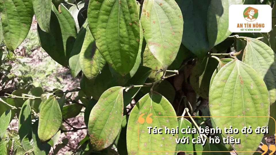 Bệnh tảo đỏ làm lá hồ tiêu vàng úa, giảm quang hợp, suy yếu cây và ảnh hưởng năng suất vườn tiêu.