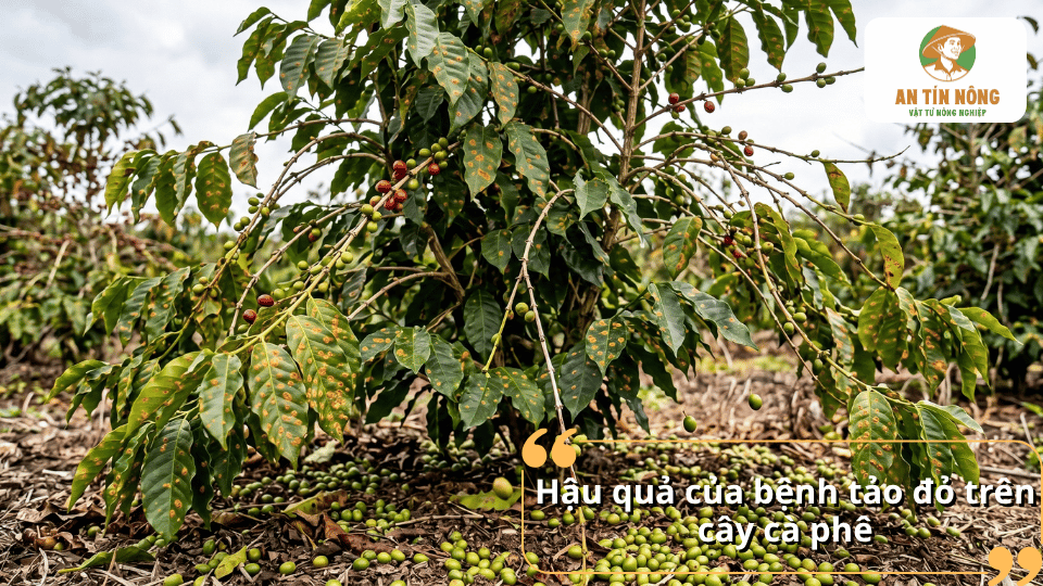 Bệnh tảo đỏ gây vàng lá, giảm khả năng quang hợp, làm suy yếu cây cà phê và ảnh hưởng đến năng suất.