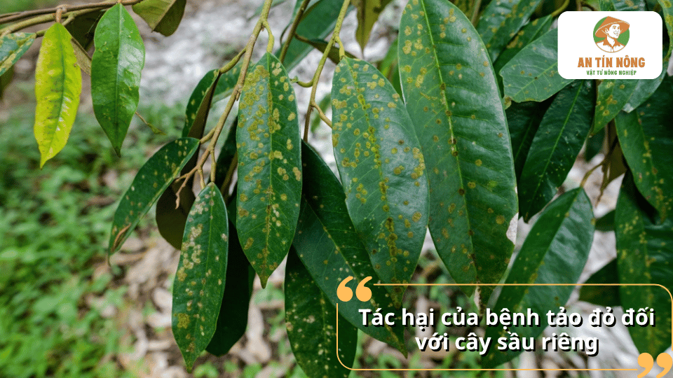 Tác hại của bệnh tảo đỏ làm giảm khả năng quang hợp và sinh trưởng của cây sầu riêng.
