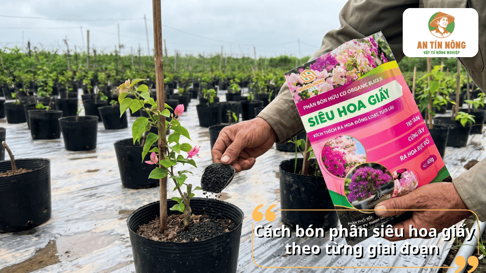 Cách bón phân siêu hoa giấy theo từng giai đoạn sinh trưởng giúp cây khỏe mạnh và ra nhiều hoa.