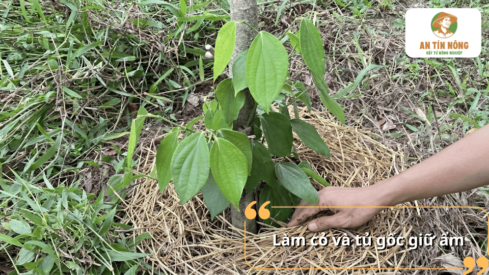 Làm cỏ và phủ gốc giữ ẩm cho cây hồ tiêu mới trồng giúp hạn chế cỏ dại và cải thiện sinh trưởng.