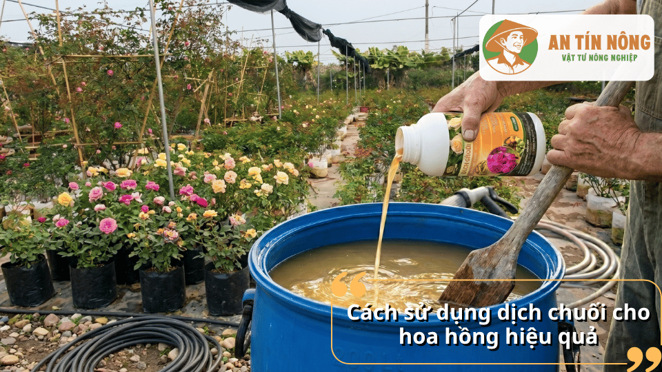 Cách sử dụng dịch chuối cho hoa hồng đúng liều lượng giúp cây hấp thu dinh dưỡng và ra hoa đồng đều.