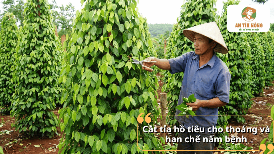Cắt tỉa hồ tiêu đúng kỹ thuật giúp vườn thông thoáng, giảm độ ẩm, hạn chế nấm bệnh và tạo điều kiện cho cây phát triển.