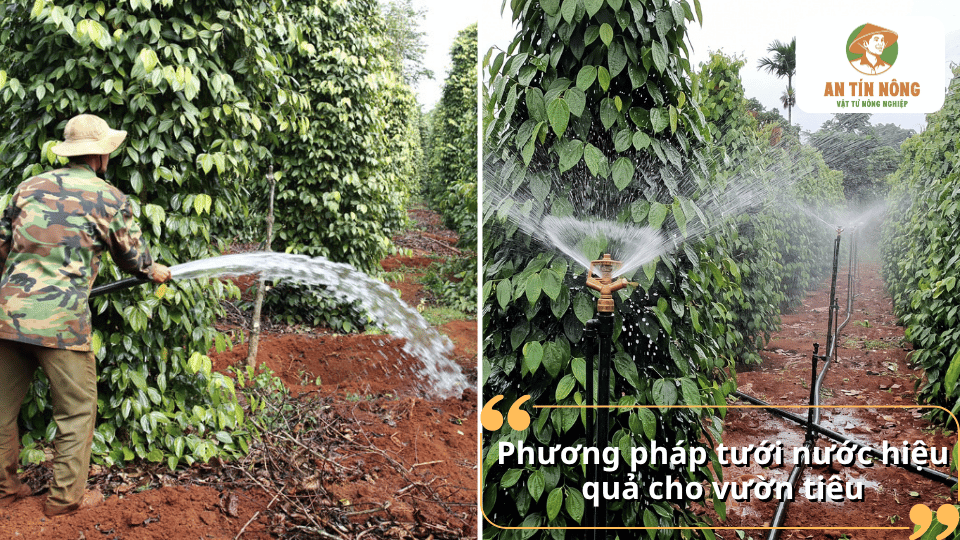 Các phương pháp tưới nước cho vườn hồ tiêu như tưới nhỏ giọt, tưới phun và tưới gốc giúp tiết kiệm nước, nâng cao hiệu quả sản xuất.