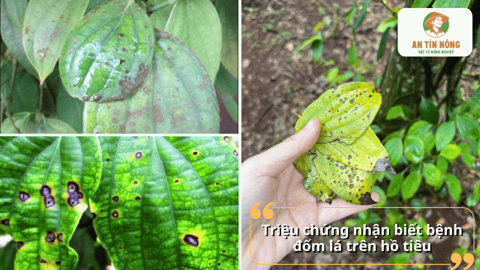 Triệu chứng bệnh đốm lá trên hồ tiêu gồm các đốm tròn màu nâu hoặc đen, lá vàng, cháy mép và rụng lá nếu bệnh nặng.