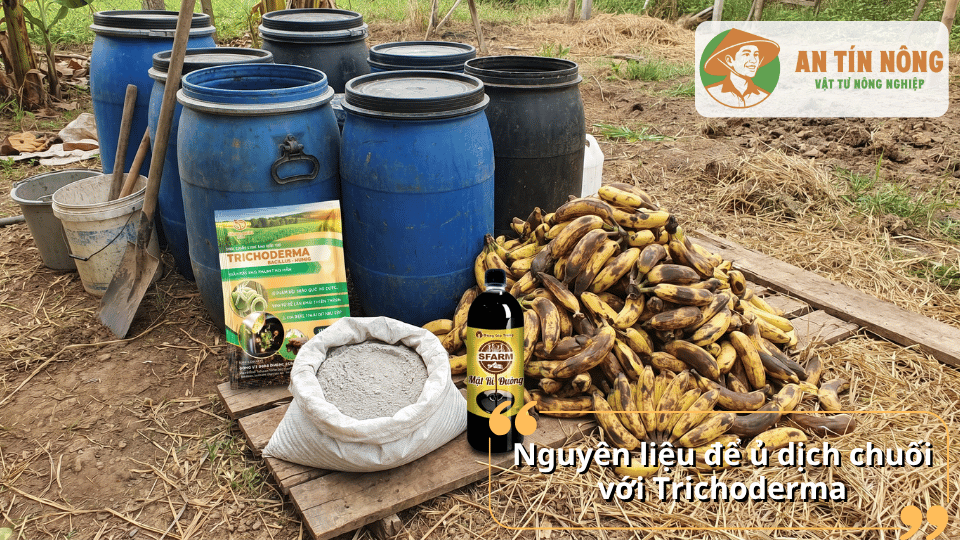 Nguyên liệu cần chuẩn bị để ủ dịch chuối với Trichoderma gồm chuối chín, mật rỉ đường và men vi sinh