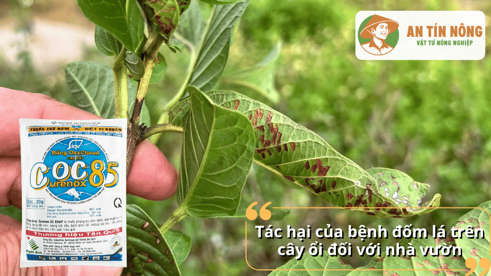 Bệnh đốm lá làm giảm diện tích lá xanh, ảnh hưởng đến quá trình quang hợp