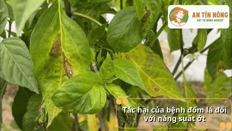 Lá ớt vàng úa và xuất hiện các vết đốm hoại tử lớn