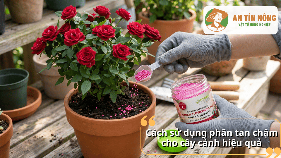Bón phân tan chậm cho chậu hoa hồng giúp cây sinh trưởng khỏe và ra hoa bền đẹp.